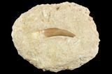 Fossil Plesiosaur (Zarafasaura) Tooth - Morocco #121694-1